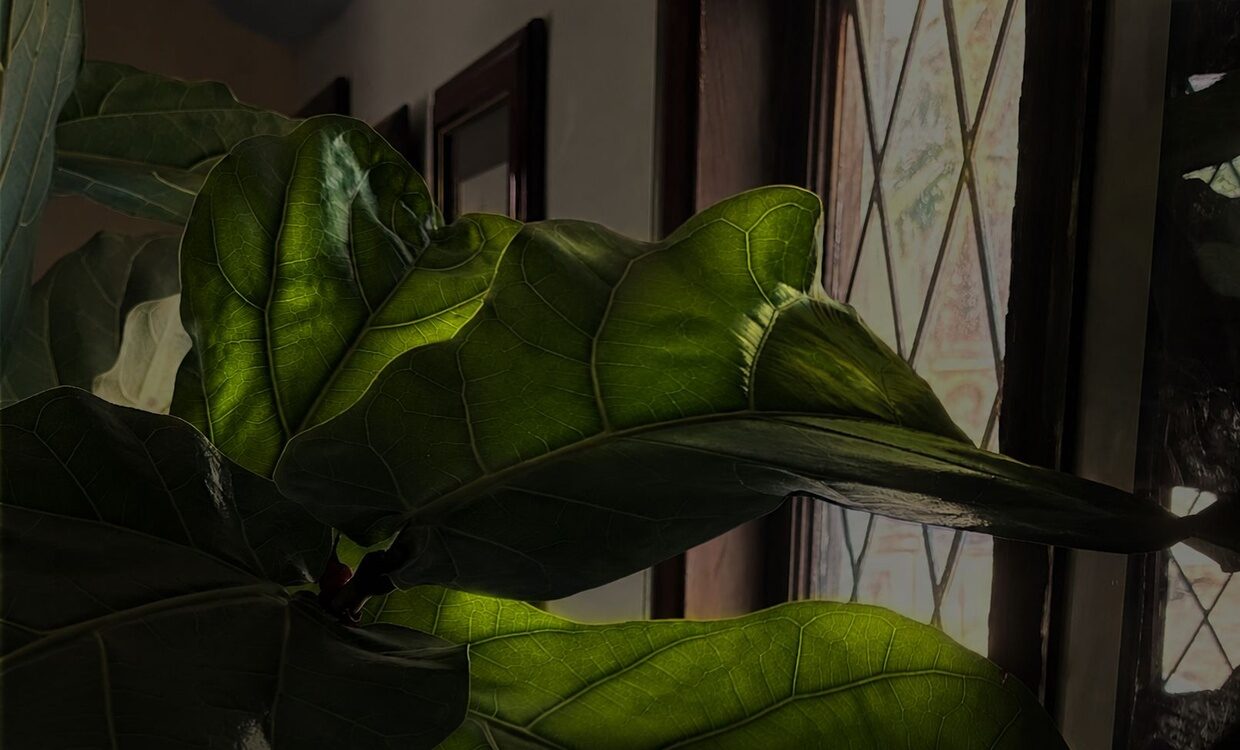 greenleaf_1240x750